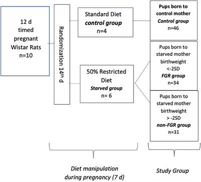 Liver Proteome Profile of Growth Restricted and Appropriately Grown Newborn Wistar Rats Associated With Maternal Undernutrition